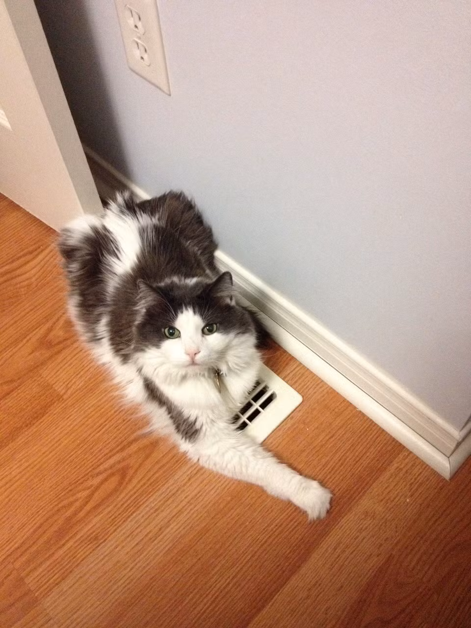 Giả vờ như không biết mình đã cố ý che gần hết khe thổi nhiệt của phòng, con mèo ranh mãnh bày ra vẻ mặt ngây thơ.