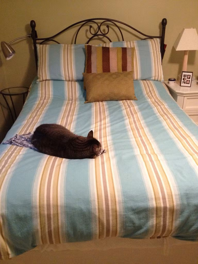 Chủ nhân không cho chân bẩn trèo lên giường, con mèo này ngang nhiên dẫm lên quần áo của chủ nhân để giữ giường sạch.