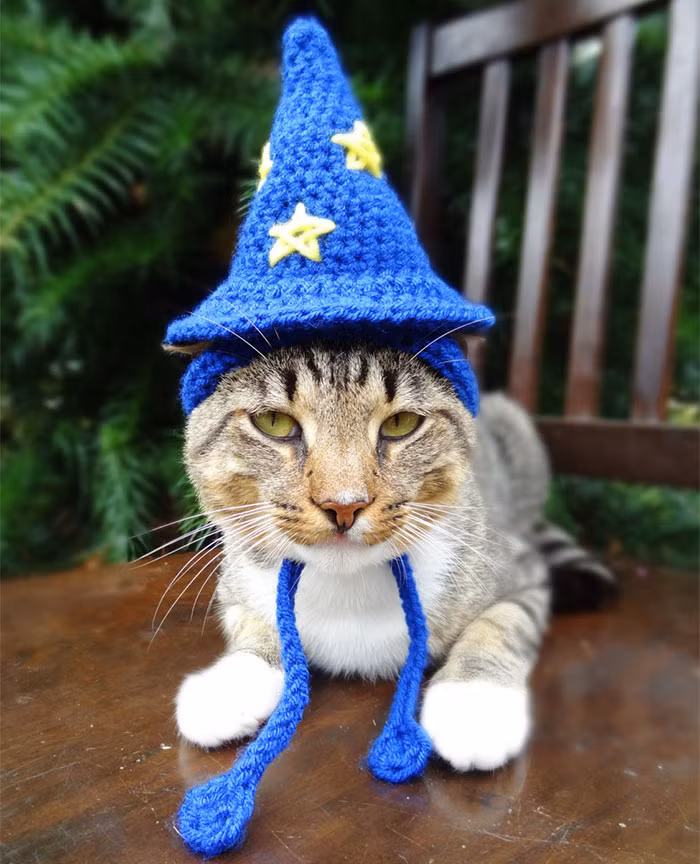 Khi vui vẻ, mèo ta lại đội chiếc mũ huyền bí, lắc mình biến thành phù thủy bí ẩn.