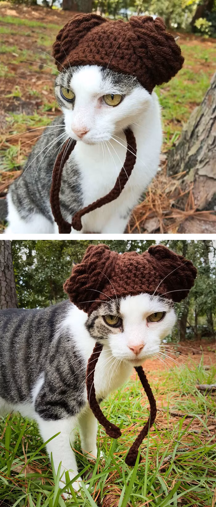 Những hình ảnh mèo yêu của Meredith đội mũ hóa thân thành những nhân vật nổi tiếng nhận được hàng chục ngàn lượt xem và hàng ngàn lượt chia sẻ.