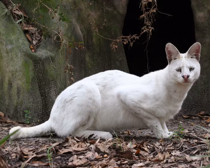 Khi các tình nguyện viên phát hiện một chiếc vảy trên mũi của Tonga, họ đã không hề nghĩ đến bệnh ung thư, họ cắt đi chiếc vảy và điều trị cho Tonga như bình thường.