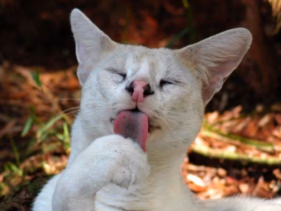 Mèo đồng cỏ châu Phi thường có bộ lông vàng đốm đen, Tonga có bộ lông trắng có lẽ phát sinh từ việc là kết quả của giao phối cận huyết.