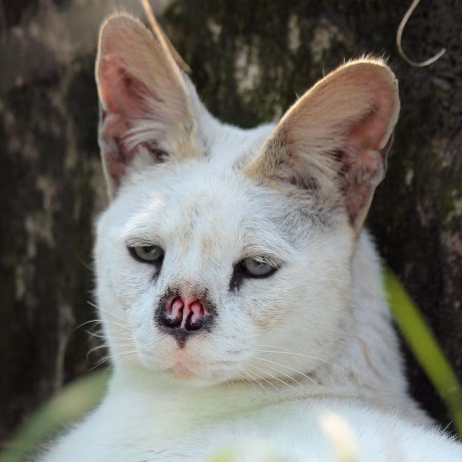 Câu chuyện về Tonga, một chú mèo đồng cỏ châu Phi cực hiếm, năm nay đã 18 tuổi, tuổi thọ gần như vào hàng "cổ lai hy" của loài mèo, đã đánh bại bệnh ung thư bằng cách sống lạc quan ngay cả khi bị cắt mũi đã truyền cảm hứng cho rất nhiều người.