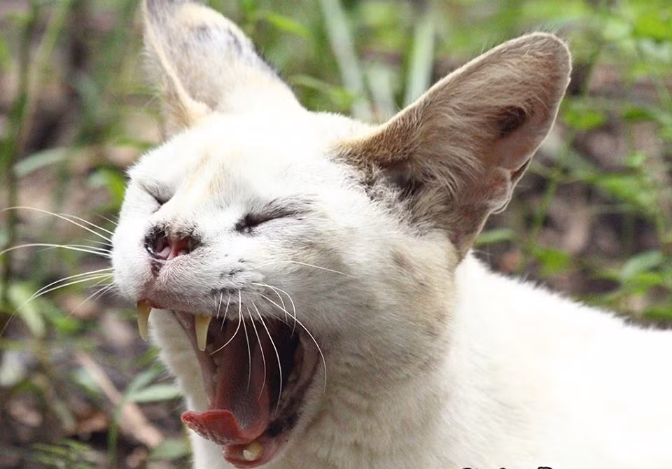 Để ngăn chặn các khối u trong mũi của Tonga lây lan, các bác sĩ đã phải loại bỏ một cm mũi của chú mèo này, khiến khuôn mặt của chú mèo đẹp trai bỗng chốc trở nên đáng sợ giống nhân vật chúa tể Voldemort.