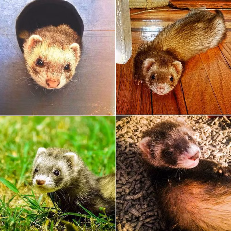 Những con chồn mới sinh chỉ nặng hơn lạng, khi trưởng thành chúng chỉ nặng khoảng 6 lạng đến 1,8kg, cơ thể nhỏ bé chính là một lợi thế khiến loài chồn đáng yêu hơn bao giờ hết.