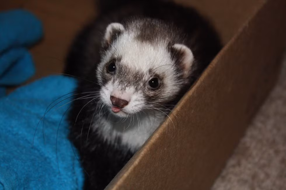 Chúng rất thích chụp ảnh, giống như phần lớn người trẻ tuổi bây giờ. Khi có ánh đèn camera, những con chồn sẽ không ngần ngại bày ra bộ mặt đáng yêu nhất có thể.