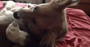 Những con chồn rất độc lập, yên tĩnh và có thể sử dụng một hộp vệ sinh giống như mèo nhưng chúng cũng rất thân thiện, tương tác rất tốt và nhiệt thành bày tỏ tình yêu thương với con người như loài chó.