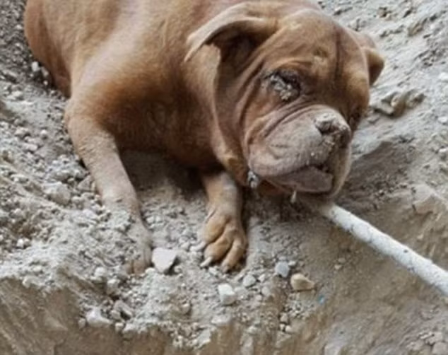 Rất may, chú chó đã được cứu bởi một người đàn ông đi dạo ngang qua đó. Người đàn ông này đã rất ngạc nhiên và phẫn nộ khi phát hiện một chú chó bị chôn sống một cách dã man tại bãi đất chứa rác thải. Ngay lập tức ông đã tiến hành giải cứu chú chó.