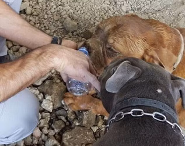 Do bị chôn sống lại không thể tự cứu mình, chú chó đáng thương này đã bị kiệt quệ về thể xác và tổn thương tinh thần rất nặng. Khi được cứu, chú chó trông rất tuyệt vọng và đau đớn.