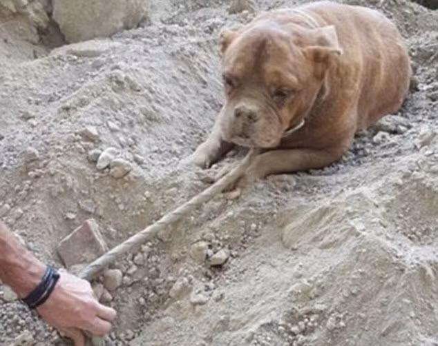 Sau khi được cứu, chú chó được đưa đến một trung tâm chăm sóc động vật và người chủ tàn nhẫn của chú cũng đã bị bắt giữ, đó là một thanh niên 21 tuổi và anh chàng bao biện rằng chú chó bỏ đi, mình không liên quan trong việc chôn sống nó.