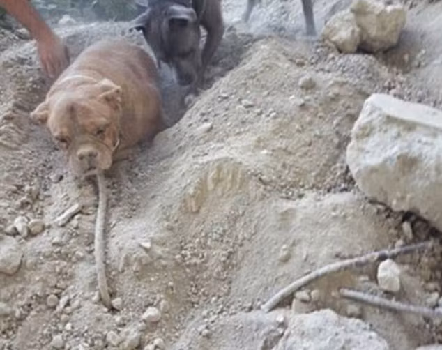 Nếu bị điều tra có dính líu trực tiếp đến vụ việc ngược đãi động vật dã man này, chủ sở hữu của chú chó này có thể phải bóc lịch 2 năm và buộc phải trả một khoản tiền phạt lên đến 20.000 bảng (khoảng hơn 600 triệu đồng).