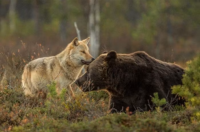 Trong thế giới tự nhiên tàn khốc, đầy rẫy nguy hiểm rình rập, có một người bạn, một đồng đội thế khiến mình yên tâm giao phó phía sau cho họ rất đáng quý.