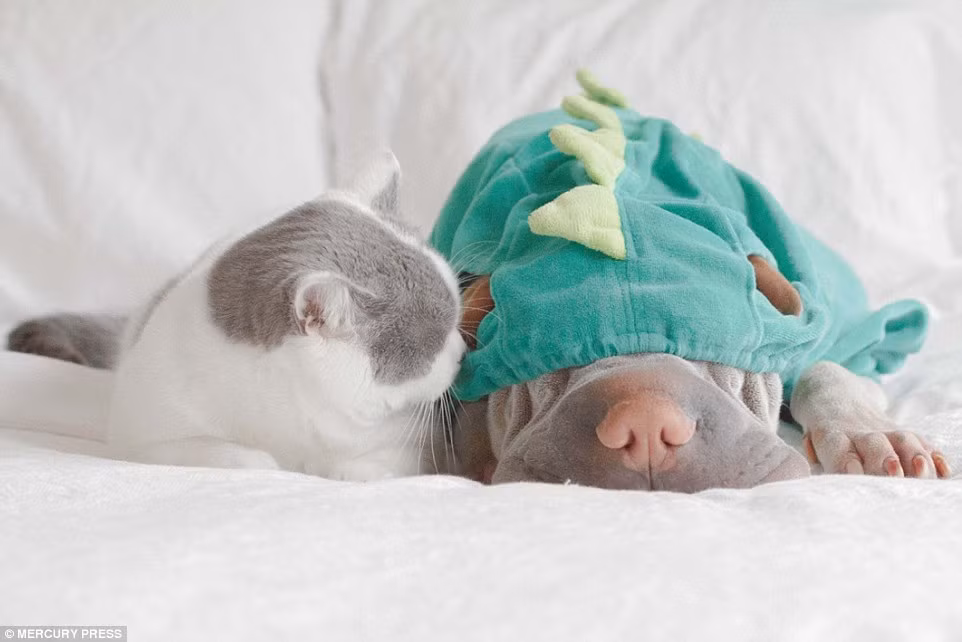 Chính nhờ những đặc điểm cơ thể đó mà Paddington có một khuôn mặt nhăn nheo cực hài hước. Lớp da nhăn trĩu xuống khiến đôi mắt của Paddington lúc nào cũng trong tình trạng buồn bã.