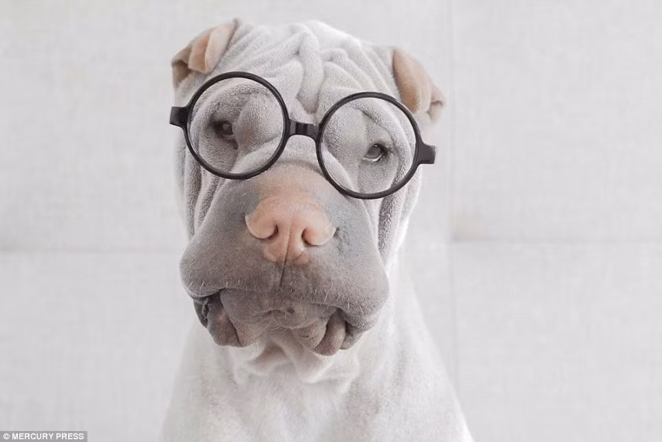  Chú chó nổi tiếng Paddington hiện đang sống cùng chủ nhân Annie Jacob và ba con mèo khác ở Tasmania, bờ biển phía nam của Úc. Chú chó này được cô chủ Annie nhận nuôi từ nhỏ, đến giờ chú đã trưởng thành và trở nên rất nổi tiếng.