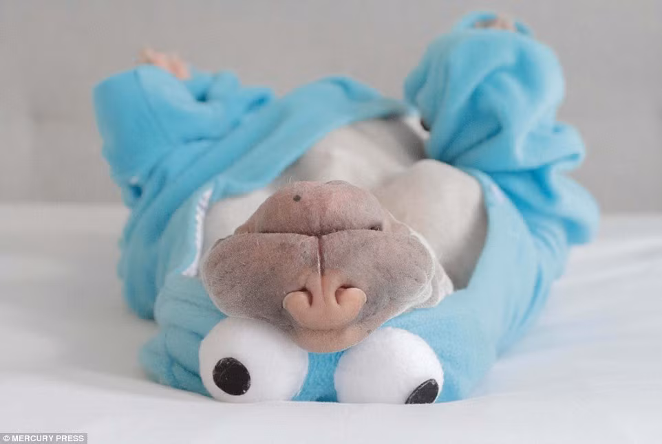 Ngôi sao động vật Paddington thuộc giống chó Shar Pei (chó Sa Bì), loài chó đặc biệt có chiếc mũi màu xanh biển vô cùng độc đáo và lớp da bùng nhùng cho phép chúng dễ dàng tránh đòn tấn công của đối phương rồi phản kích lại.