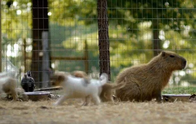  Mẹ động vật khác loài sẽ ăn với đàn chó con mồ côi, ngủ với đàn chúng và những con chó con đáng thương trong tiềm thức đã coi Cheesecake như một người mẹ thực sự.