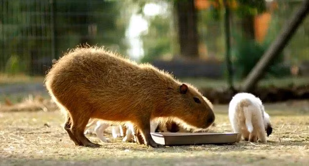 Cheesecake là một con chuột lang nước nhưng nó rất có cảm tình với những con chó con tội nghiệp bị bỏ rơi. Và đây cũng không phải lần đầu tiên cô nàng chuột lang nước đảm nhận nhiệm vụ đó, có rất nhiều động vật mồ côi cũng đã được Cheesecake chăm sóc, nuôi dưỡng tận tình.