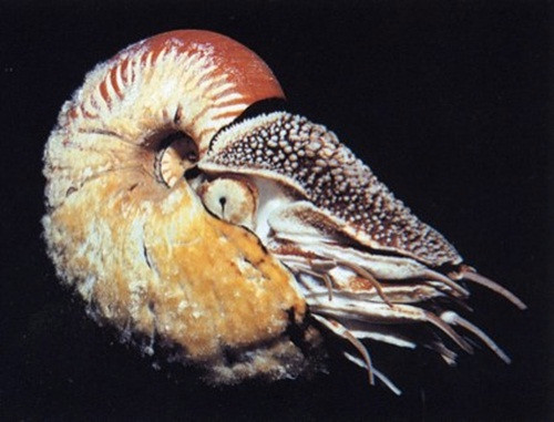 Ốc anh vũ Allonautilus scrobiculatus có lớp vỏ dày, có lông bao phủ và một lớp chất nhầy trên vỏ. Giống như các loài ốc anh vũ khác, chúng sinh sống ở dưới đáy biển sâu, di chuyển bằng xúc tu. Khi kiếm ăn nổi lên phía trên nhưng quay lại đáy biển rất nhanh, chúng cũng rất hiếm khi quay lại khu vực mặt biển mà mình đã nổi nên các nhà khoa học rất khó khăn để tìm thấy chúng.