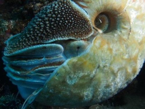 Phát hiện gây chấn động giới sinh vật học này khiến giới khoa học xôn xao không ngừng. Các nhà khoa học cũng nhận định ốc Allonautilus scrobiculatus đã từng tồn tại trên thế giới cách đây 500 triệu năm và cho đến nay mới chỉ được nhìn thấy 2 lần. Chính vì thế chúng được coi là một trong những động vật quý hiếm nhất thế giới.