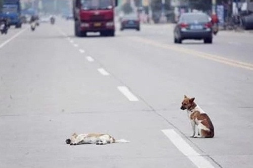 Xiao Wu, một người bán thịt địa phương cho biết, đôi bạn thân này đã bên nhau được một thời gian, khi xảy ra sự việc đau lòng, chú chó này đã quấn quít không rời bạn mình, nỗ lực đánh thức cô bạn nhưng không thành, cuối cùng chú đành lặng người đứng canh xác bạn.