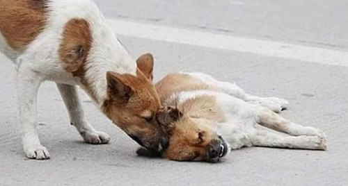 Câu chuyện cảm động xảy ra ở đường phố Chương Châu, tỉnh Phúc Kiến, miền nam Trung Quốc. Một chú chó nằm phục bên xác bạn mình suốt 6 tiếng đồng hồ trước khi cái xác được đưa đi.