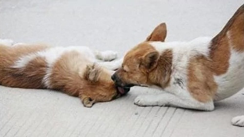 Bạn của con chó này bị một chiếc xe hơi đâm và chết tại chỗ. Rất đau lòng, chú chó này liên tục liếm, đẩy cô bạn thân, cố gắng hết sức để bạn mình tỉnh lại.