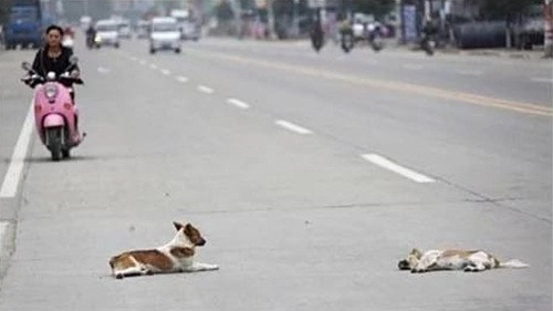 "Chú chó này hết liếm lại đi vòng quanh, nhẹ nhàng đẩy bạn mình, mong bạn mình tỉnh lại và tất cả chỉ là một giấc mơ, cảnh tượng rất cảm động, tôi thậm chí còn nhìn thấy nó chảy nước mắt", Xiao Wu nói thêm.