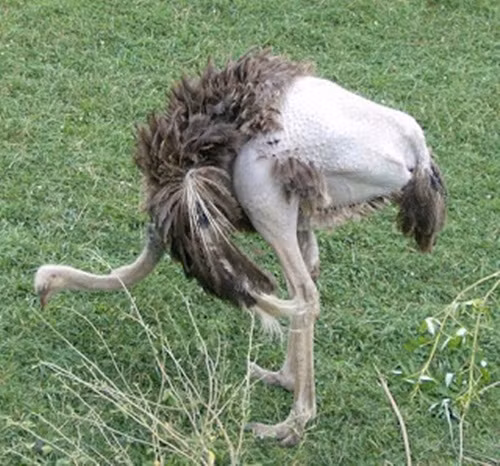 Chú đà điểu trụi lông này tuy bị đồng loại xa lánh vì dị thường nhưng chính căn bệnh trụi lông lại khiến chú trông rất đặc biệt, trở thành ngôi sao động vật mới.