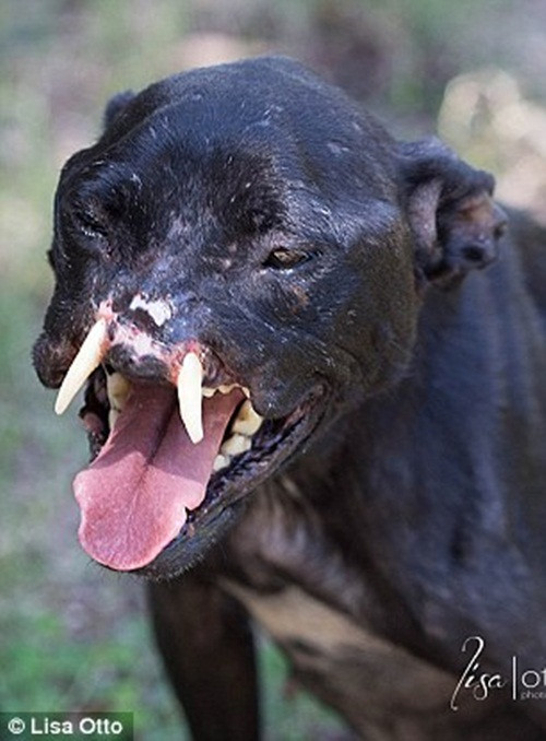 Sau khi được cứu sống và chăm sóc cẩn thận, thân thể của Khalessi dần khá lên tuy nhiên phần mũi và chân của cô bé vẫn cần được phẫu thuật tái tạo, hồi phục.