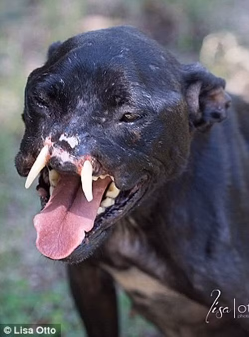 Sau khi được cứu sống và chăm sóc cẩn thận, thân thể của Khalessi dần khá lên tuy nhiên phần mũi và chân của cô bé vẫn cần được phẫu thuật tái tạo, hồi phục.