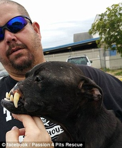 Hai vợ chồng cô Stephanie và hội bảo vệ động vật mình tham gia đã thành lập một quỹ quyên góp để phẫu thuật cho Khalessi và giờ số tiền đã lên đến 10.000 đô. Tất cả đều mong Khalessi sẽ hồi phục và sống một cuộc đời thứ hai thật vui vẻ, hạnh phúc.