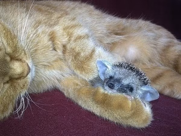 Đàn nhím con dường như cũng thực sự coi Sonya là mẹ của mình, thiếu hơi của mẹ mèo những con nhím con sẽ không chịu được, chỉ ở gần Sonya, chúng mới ngoan ngoãn, yên tâm chìm vào giấc ngủ.