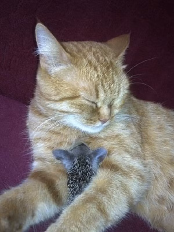 Hiện nay đại gia đình mẹ mèo con nhím của Sonya đang sống rất hạnh phúc và vui vẻ bên nhau.