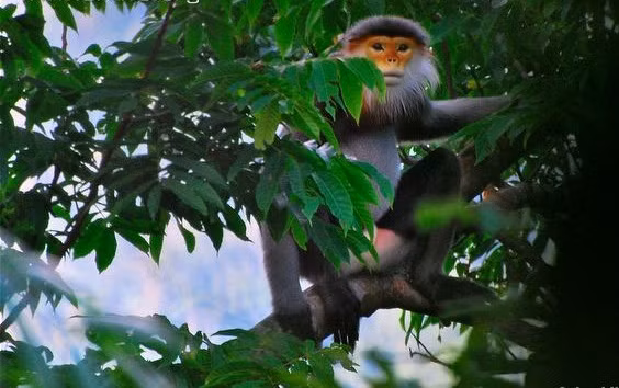 Không như những loài khỉ khác, khi có biến động hoặc nguy hiểm, chúng trở nên bất động nên dễ bị săn bắn.