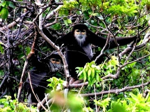 Hai cánh tay cũng đen. Thức ăn của chúng gần như hoàn toàn là lá cây, thỉnh thoảng có thêm trái cây và hoa.