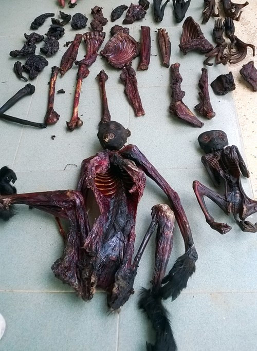 Được biết trong lúc tuần tra, truy quét nạn phá rừng, đoàn tuần tra liên ngành phát hiện có ít nhất 5 cá thể voọc chà vá chân đen bị sát hại dã man tại tiểu khu 371, giáp ranh với huyện Tuy Phong (Bình Thuận) và huyện Ninh Sơn (Ninh Thuận). Trong đó có hai xác voọc chà vá chân đen còn nguyên vẹn, còn lại là các bộ phận bị cắt rời thảm khốc.