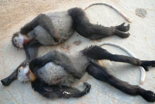 Trước đó cũng có nhiều vụ sát hại voọc chà vá chân đen khác ở Việt Nam gây rúng động dư luận. Trong ảnh là 2 xác voọc chà vá chân đen bị một nhóm lâm tặc săn trộm và được tổ tuần tra rừng Vườn Quốc gia Chư Yang Sin phát hiện và bắt giữ.