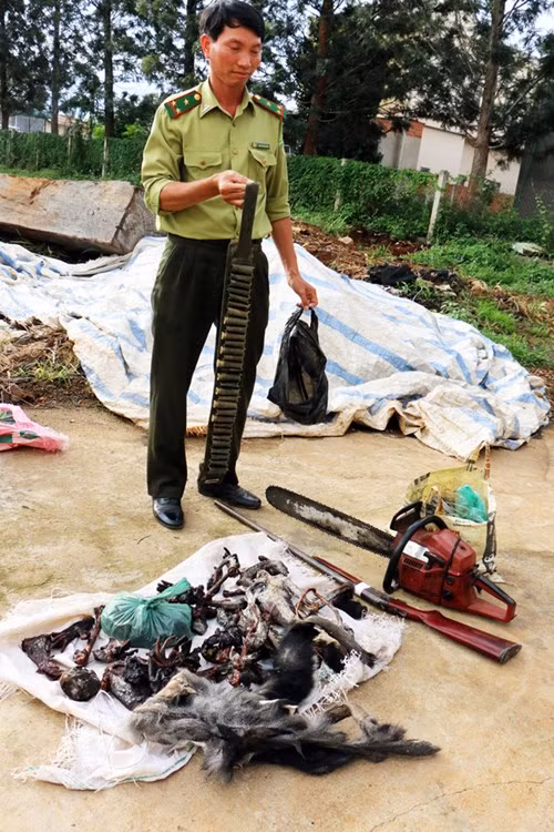 Vừa qua, Công an huyện Đức Trọng (Lâm Đồng) đã chính thức tiếp nhận hồ sơ vụ sát hại hàng loạt cá thể voọc chà vá chân đen, một loài động vật quý hiếm nhóm IB, có tên trong sách đỏ Việt Nam, được coi là một trong những "báu vật" của thế giới.