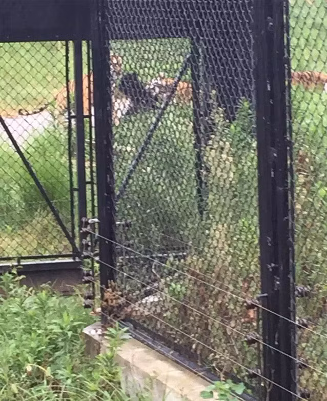 Chú gấu đen xấu số không thể trốn thoát khỏi sự tấn công của đàn hổ vằn đói mồi.