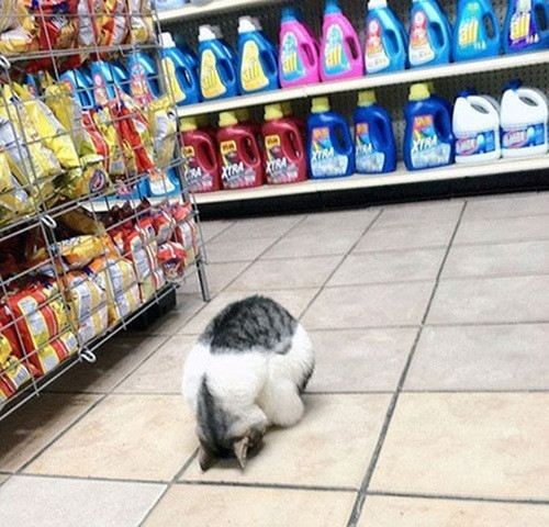 Lời sám hối muộn màng của chú mèo nghịch ngợm, gây phiền toái cho chủ nhân trong siêu thị.