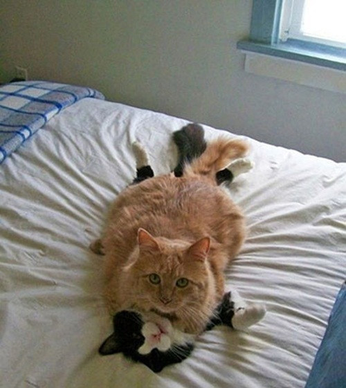 Bị bị chủ nhân bắt gặp đang "mây mưa" trên giường của chủ, mèo ta trưng ra một khuôn mặt tội nghiệp, mong được tha thứ.