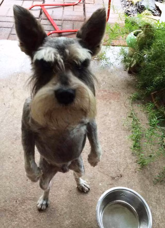 Rất bất mãn vì bị kẻ nào đó chôm chỉa đồ ăn, chú chó này sẵn sàng khiến cho kẻ đó hối hận nếu tìm ra thủ phạm.