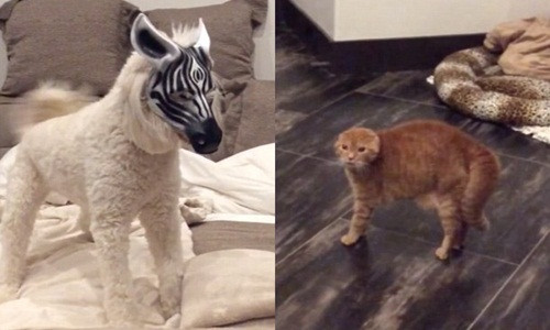 Cho deo mat na ngua van doa meo so dung long