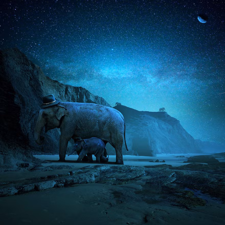 Một đêm vui vẻ của bố con nhà voi.