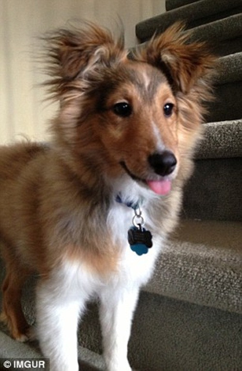 Dù là đang thức hay đang ngủ, những bức ảnh thú cưng thè lưỡi làm mặt nghịch ngợm cũng vô cùng đáng yêu.