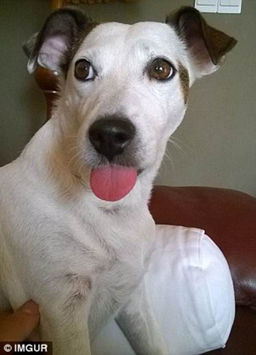 Có lẽ chính cô nàng mới là người đầu têu và dẫn đầu xu hướng này khi thời gian tung album mới, đi đến đâu Miley cũng thè lưỡi chụp ảnh. Xu hướng lan sang cả vương quốc động vật và được đặt tên là "blep".