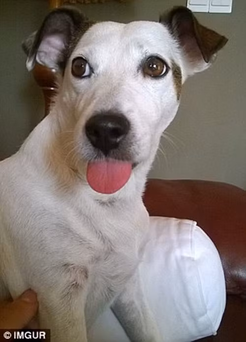 Có lẽ chính cô nàng mới là người đầu têu và dẫn đầu xu hướng này khi thời gian tung album mới, đi đến đâu Miley cũng thè lưỡi chụp ảnh. Xu hướng lan sang cả vương quốc động vật và được đặt tên là "blep".