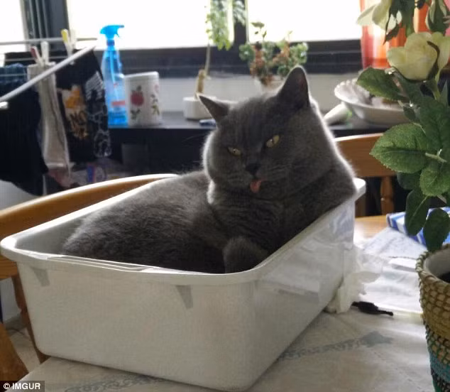 "Blep! Trông em xinh chưa?"