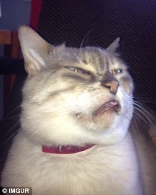 "Lè lưỡi có gì hay chứ! Tôi không lè đâu, blep blep blep".