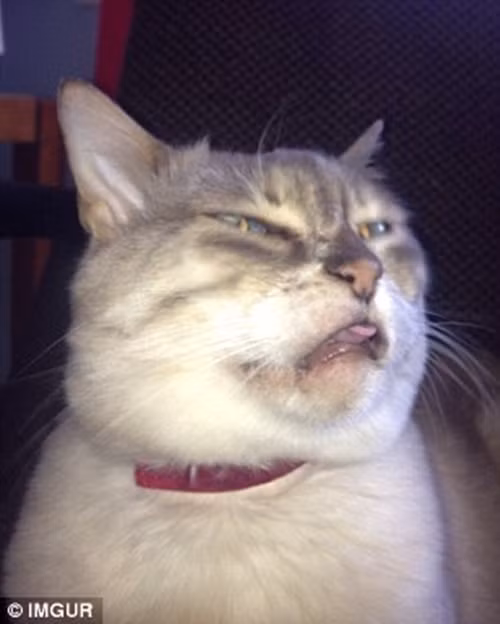 "Lè lưỡi có gì hay chứ! Tôi không lè đâu, blep blep blep".